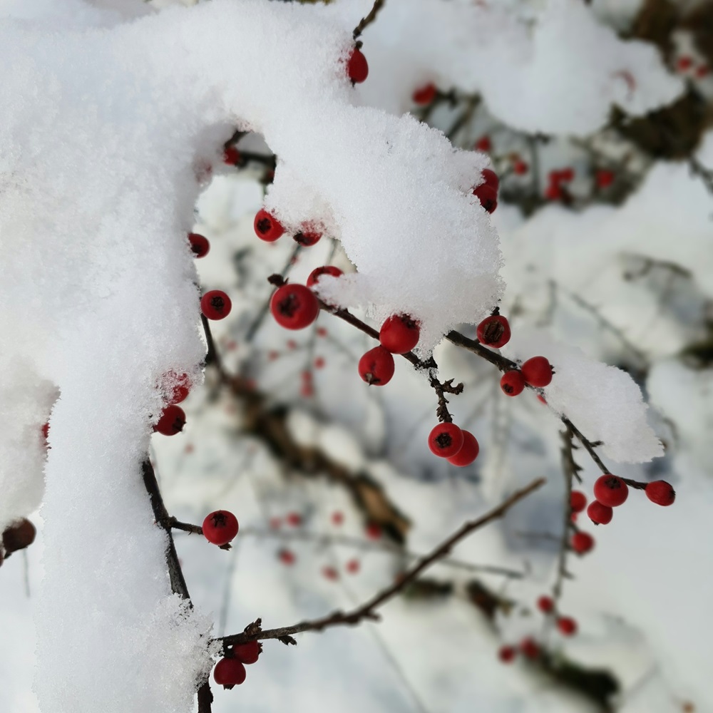 den-garten-fit-für-den-winter-machen