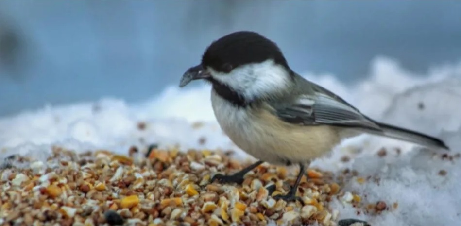  Vogelfutter – Das beste für Deine Vögel