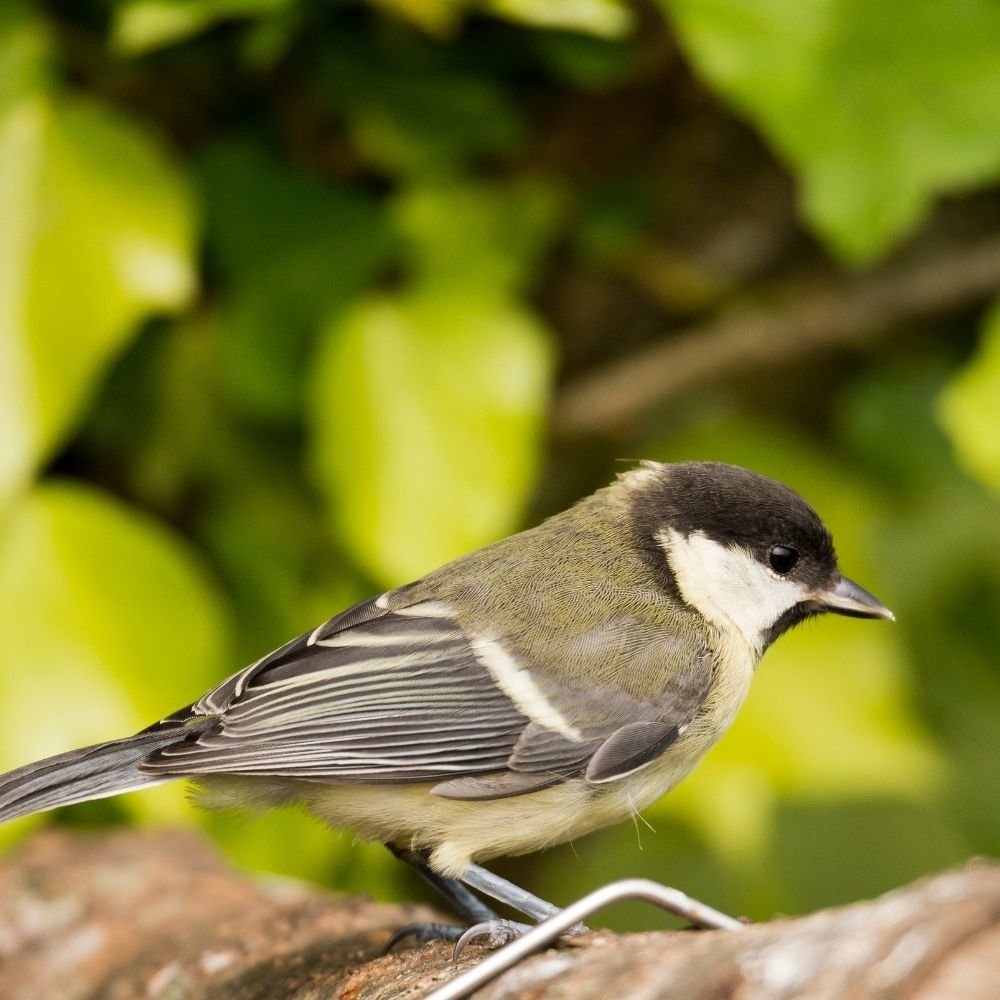 20 kg Deluxe Vogelfutter mit Mehlwürmern schalenlos für Wildvögel