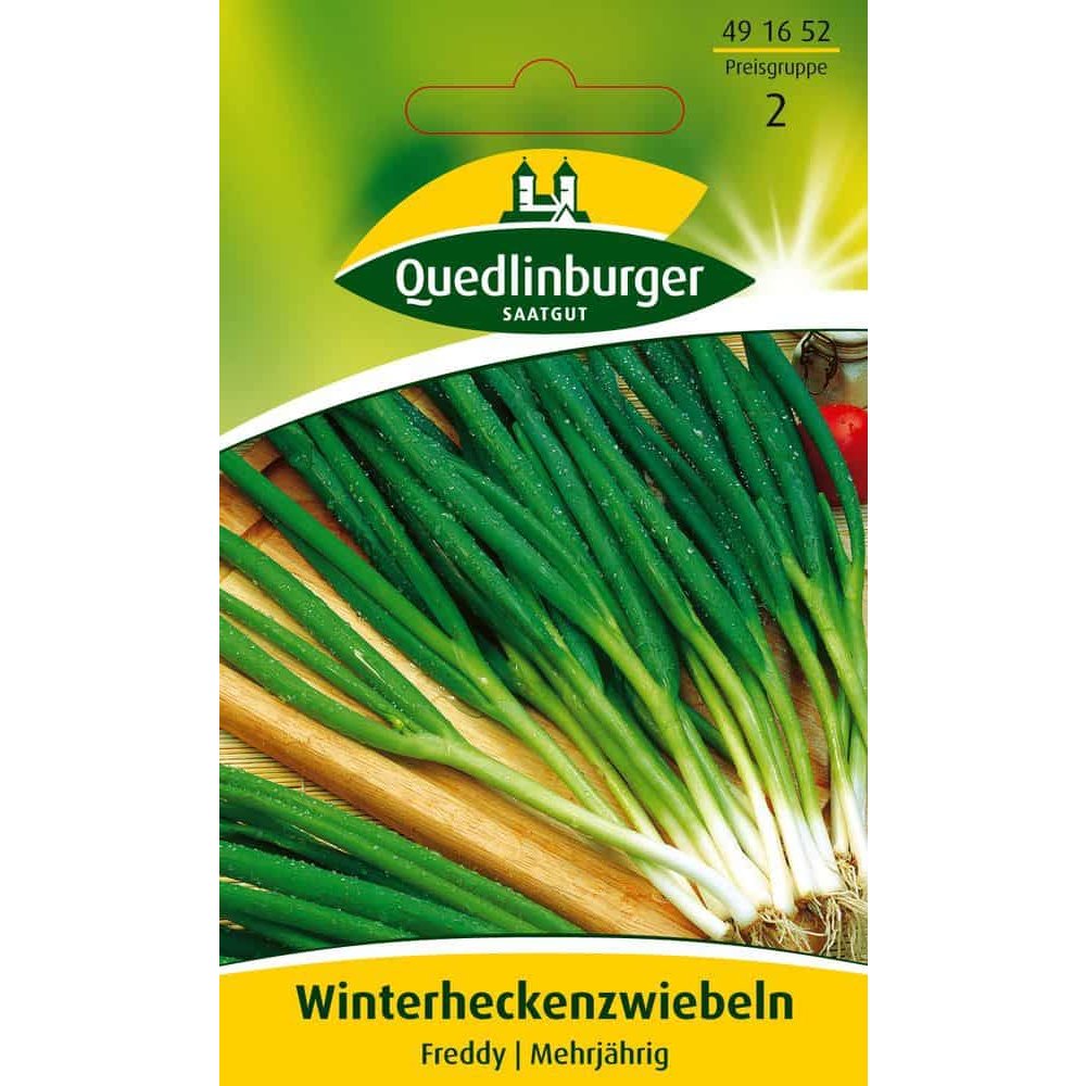 Zwiebel, Winterhecken Freddy