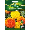 Studentenblumen, Crackerjack