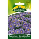 Australisches Gänseblümchen, Blausternchen