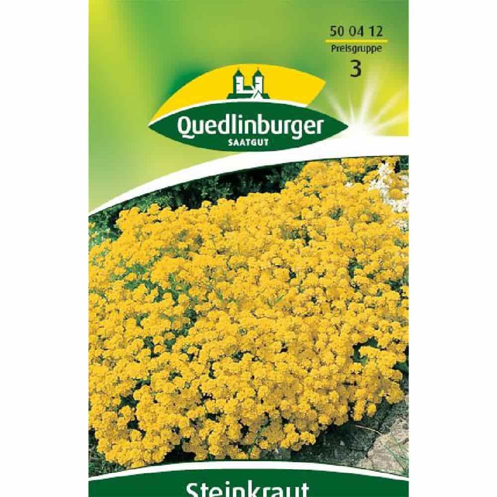 Steinkraut, Goldkörbchen