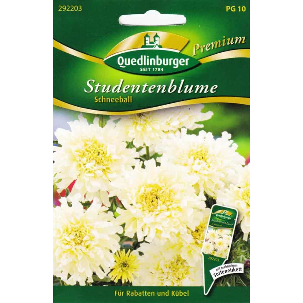 Studentenblumen, Schneeball