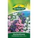 Glockenblume, Prachtmischung