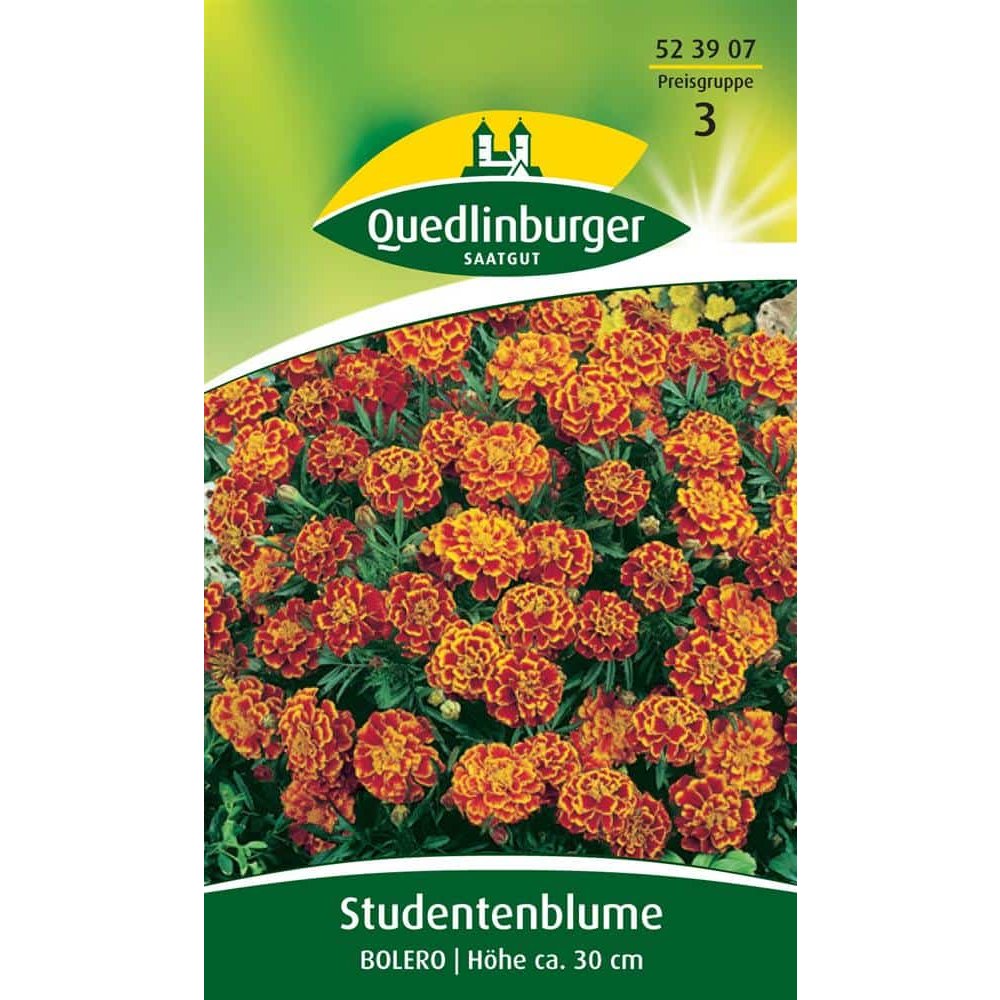 Studentenblume, Bolero