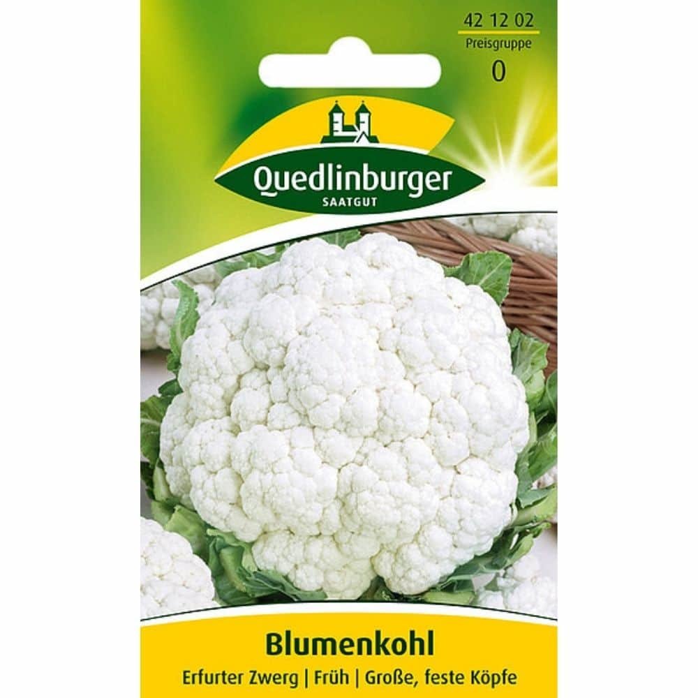 Blumenkohl, Erfurter Zwerg