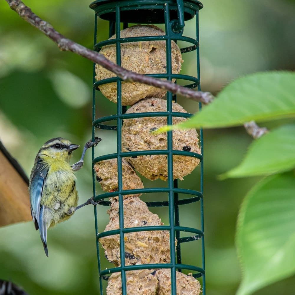 Meisenknödel Premium mit Insekten 100 x ca.90 Gramm ohne Netz-3